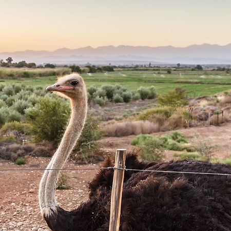 De Denne Country Guest House Oudtshoorn Esterno foto