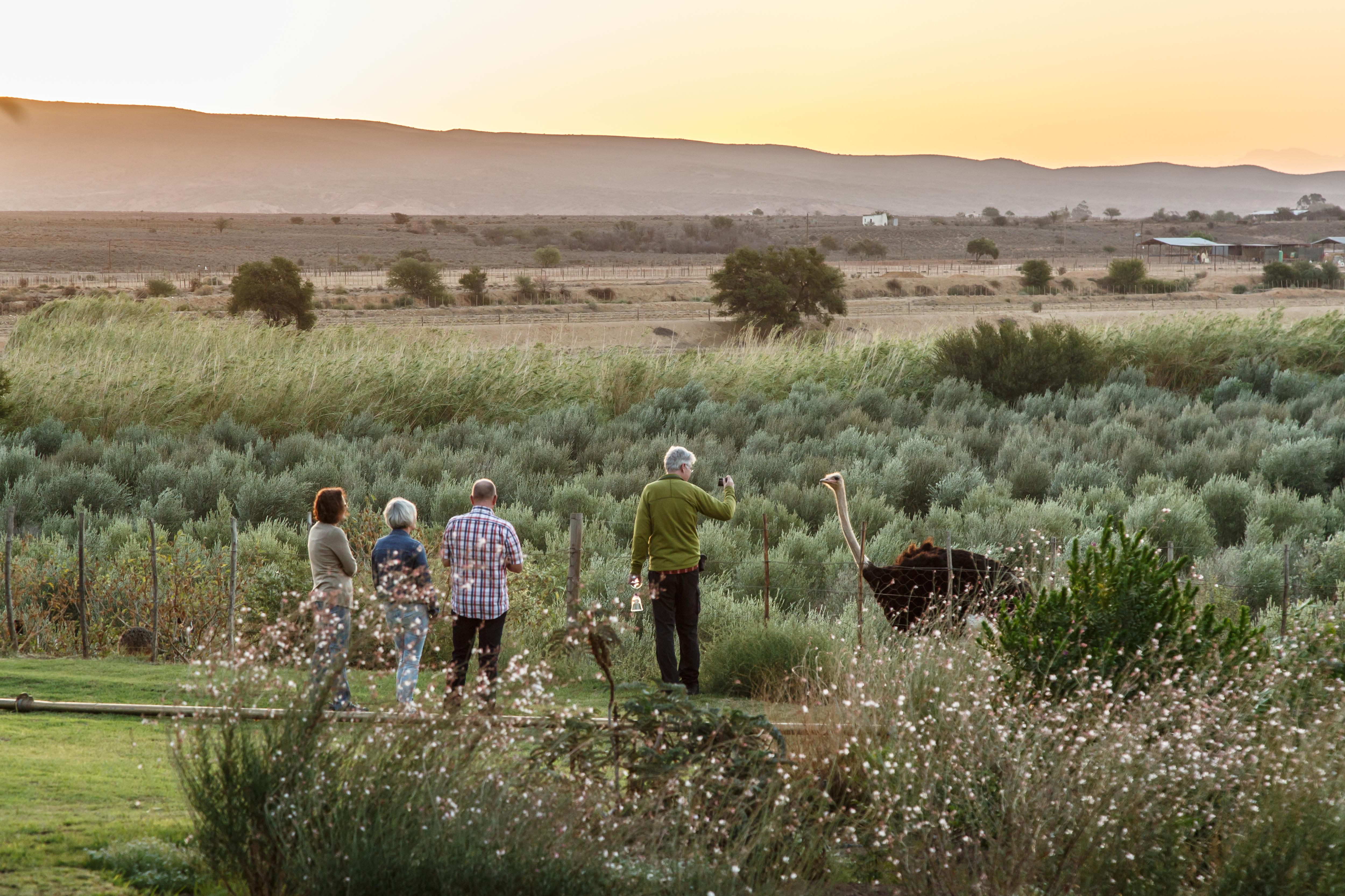 De Denne Country Guest House Oudtshoorn Esterno foto