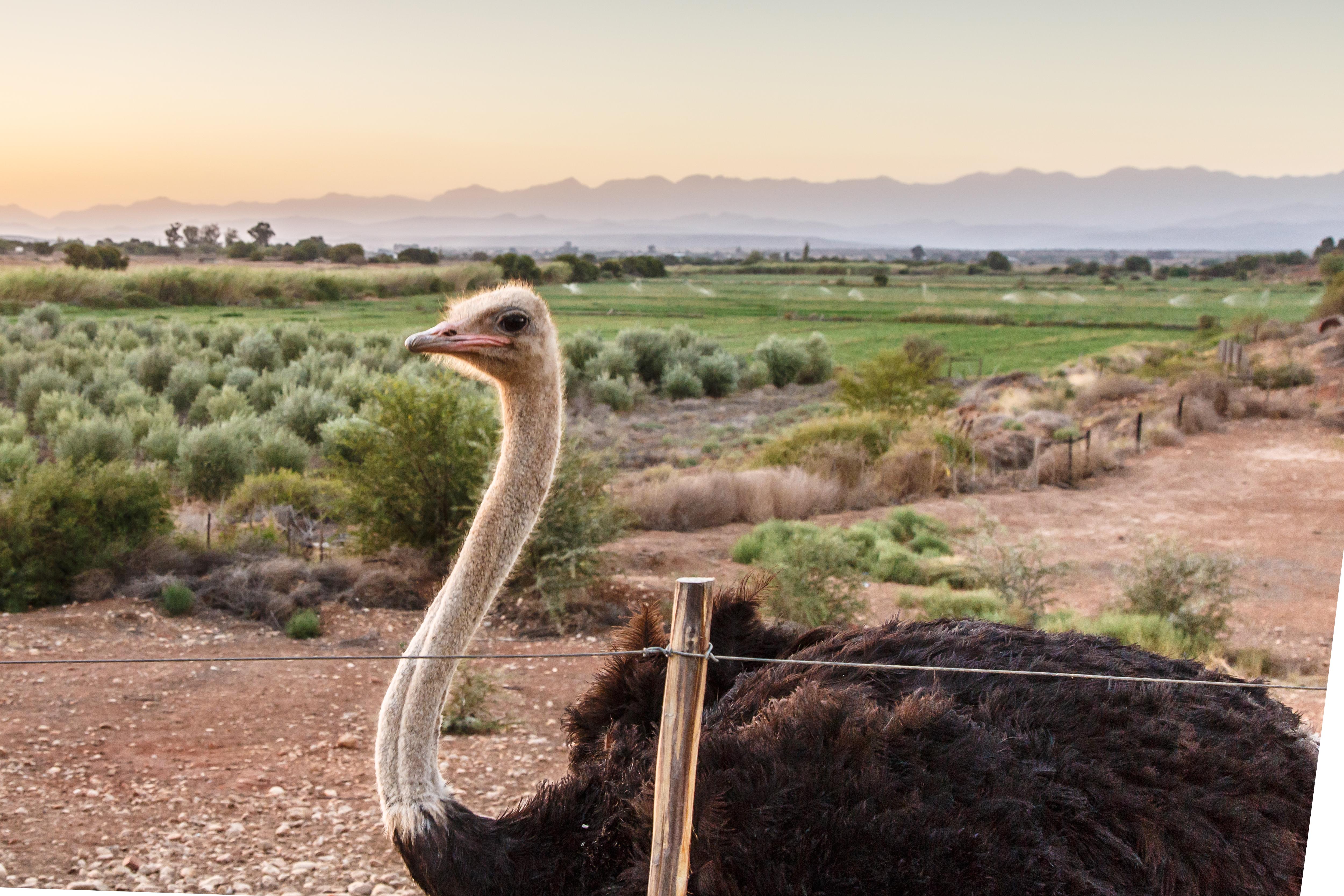 De Denne Country Guest House Oudtshoorn Esterno foto