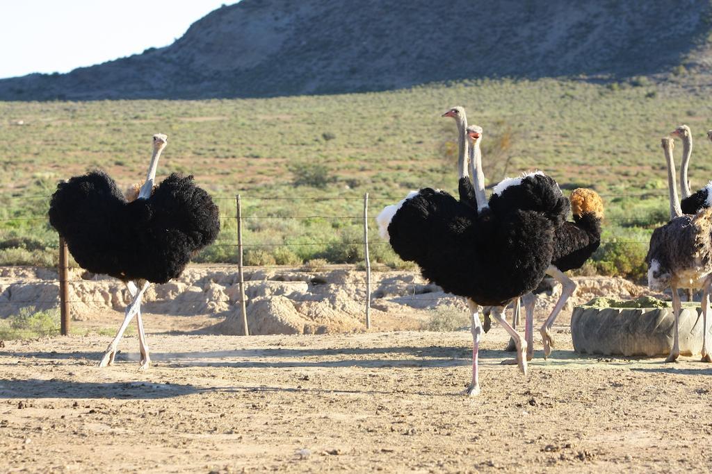 De Denne Country Guest House Oudtshoorn Esterno foto