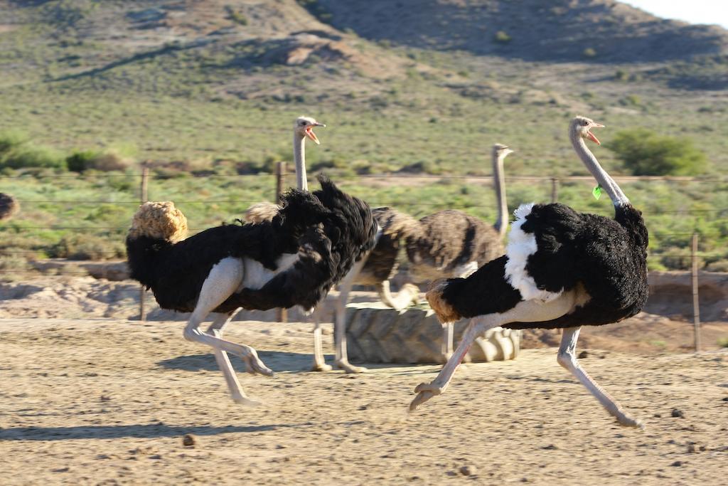 De Denne Country Guest House Oudtshoorn Esterno foto