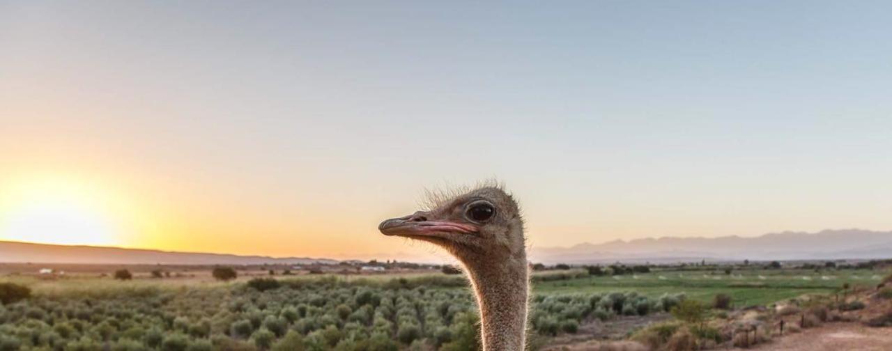 De Denne Country Guest House Oudtshoorn Esterno foto